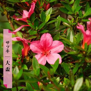 【大盃 （ ピンク ）】 サツキ 4号ポット苗 【予約販売】10月下旬頃発送予定。