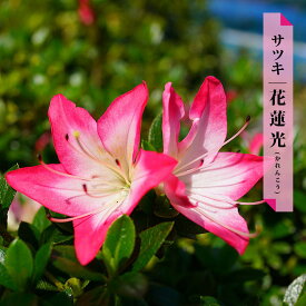 花芽付き さつき 苗 【花蓮光/かれんこう】 4号ポット苗