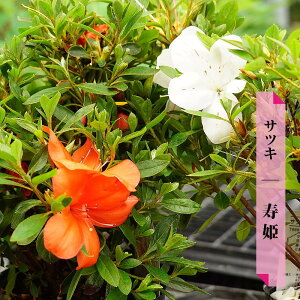 さつき 苗の人気商品 通販 価格比較 価格 Com