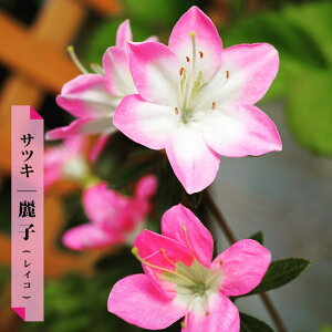 さつき 苗の人気商品 通販 価格比較 価格 Com