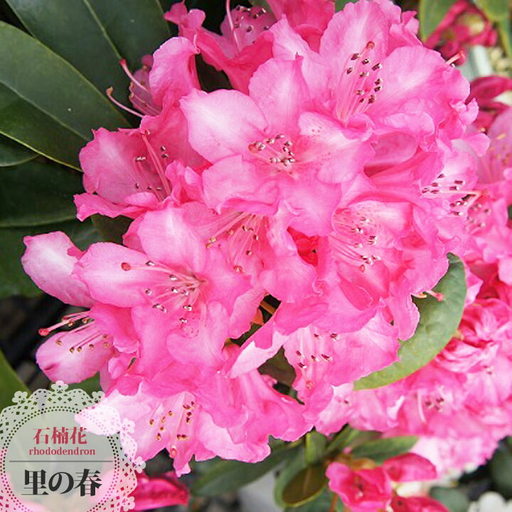 楽天市場 西洋シャクナゲ 里の春 6号鉢植え 苗木部 ｂｙ 花ひろばオンライン