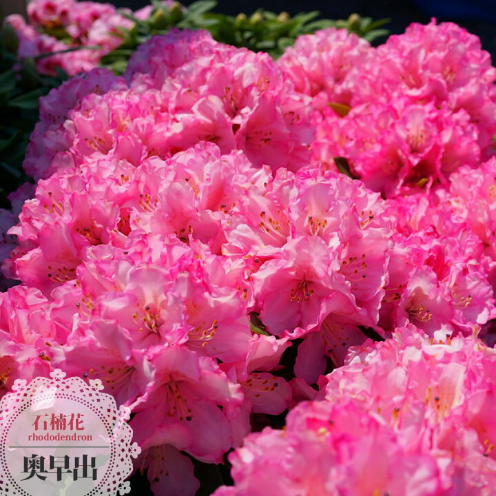 楽天市場 花芽付き 西洋シャクナゲ 奥早出 おくはやで 6号鉢植え 苗木部 by 花ひろばオンライン 楽天市場 花芽付き 西洋シャクナゲ 奥早出 おくはやで 6号鉢植え 苗木部 by 花ひろばオンライン