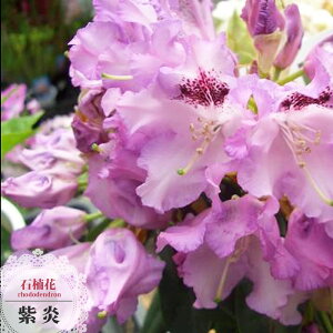 mVNiQ yijz 5A x炫