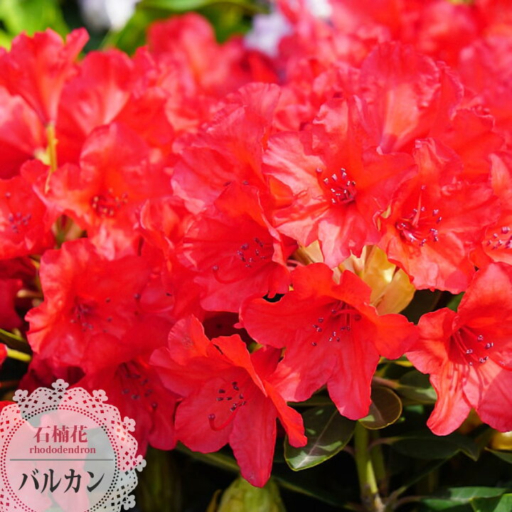 楽天市場 花芽付き 西洋シャクナゲ バルカン 6号鉢植え 遅咲き 苗木部 ｂｙ 花ひろばオンライン