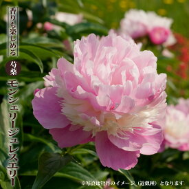 楽天市場 芍薬 苗 開花時期春 の通販