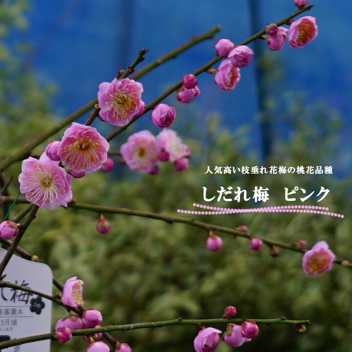 楽天市場 枝垂れ梅 ピンク 花梅 2年生接木苗 観賞花木 苗木部 by 花ひろばオンライン 楽天市場 枝垂れ梅 ピンク 花梅 2年生接木苗 観賞花木 苗木部 by 花ひろばオンライン