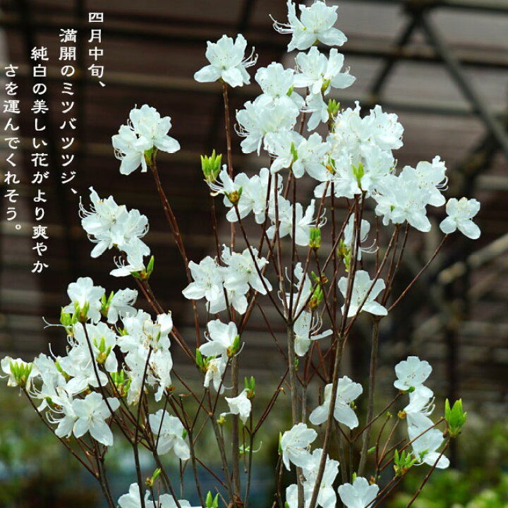 楽天市場 白花ミツバツツジ 根巻き苗 苗木部 ｂｙ 花ひろばオンライン