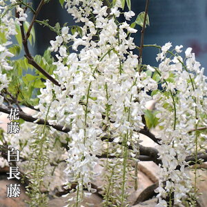 ԓ yz 2N ږ 6|bgc y\̔z12`N1ח\