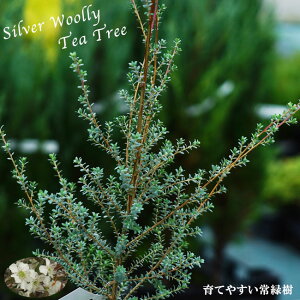 yVo[E[[eB[c[z vgXy} 5|bgc