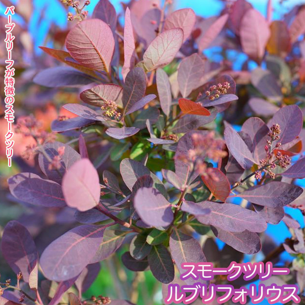 スモークツリー ルブリフォリウス ポット苗 煙の木 庭木 落葉樹 低木 | 苗木部 ｂｙ 花ひろばオンライン