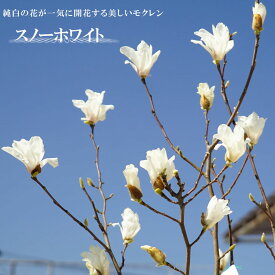 楽天市場 スノーホワイト 苗の通販