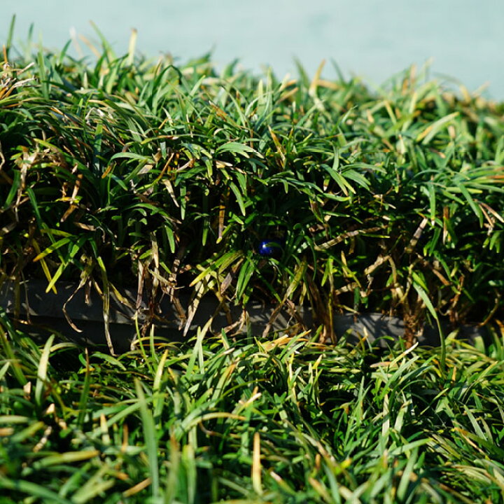 1000円クーポン付 マット マットプランツ 8枚 花 植物 タマリュウ 0 5平米 25cm 25cm