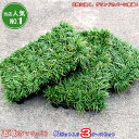 ■送料無料■ 【累計12000ケース突破】 リュウノヒゲ（タマリュウ） 玉竜ケース売り 3ケースセット 120ポット （40ポット入り×3ケース…