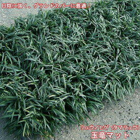 楽天市場 タマリュウ リュウノヒゲの通販