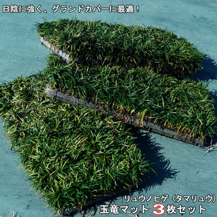 楽天市場 送料無料 リュウノヒゲ タマリュウ 玉竜マット 3枚セット 苗木部 ｂｙ 花ひろばオンライン