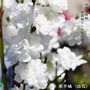 楽天市場 ハナモモ 照手桃 赤花 照手紅 2年生 接ぎ木 ポット苗 庭木 落葉樹 シンボルツリー 観賞花木 苗木部 ｂｙ 花ひろばオンライン