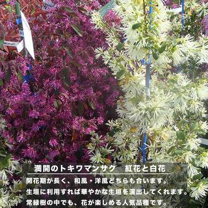 楽天市場 白花トキワマンサク 生垣用 苗 生垣 目隠し 低木 庭木 常緑樹 苗木部 ｂｙ 花ひろばオンライン