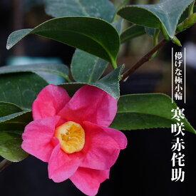 楽天市場 椿 侘助 赤 植木 ガーデニング 農業 花 ガーデン Diyの通販