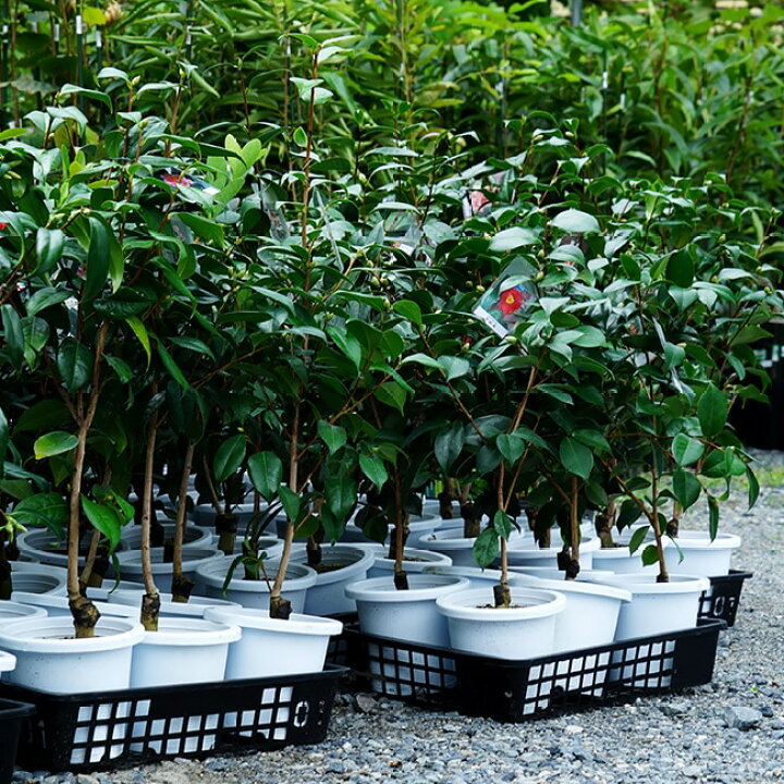 楽天市場】椿 苗 【新世紀】 接木 白鉢植え 開花 2～4月頃 : 苗木部