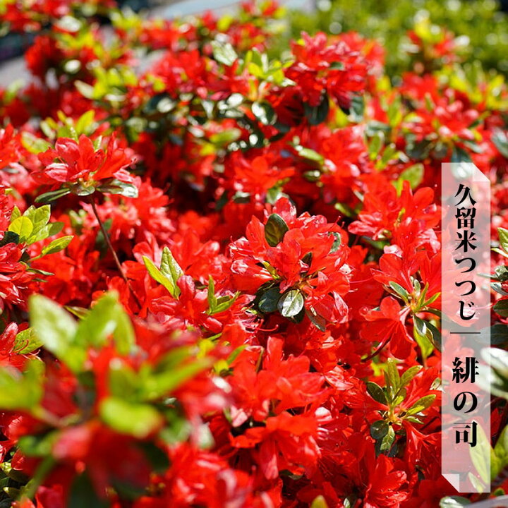 楽天市場 緋の司 クルメツツジ 4号ポット苗 苗木部 by 花ひろばオンライン 楽天市場 緋の司 クルメツツジ 4号ポット苗 苗木部 by 花ひろばオンライン