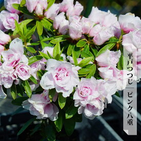 平戸ツツジ 【ピンク八重】 4号ポット苗 単品 or 4本セット or 12本セット