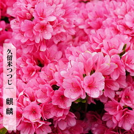 ツツジ 苗 クルメツツジ 【麒麟/キリン】 4号ポット苗 単品 or 4本セット or 12本セット