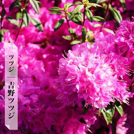 楽天市場 西洋シャクナゲ 白 植物の種類ツツジ の通販