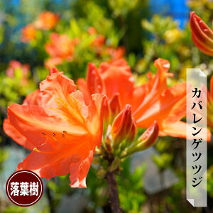 JoQccW igԁj 3.5|bgc