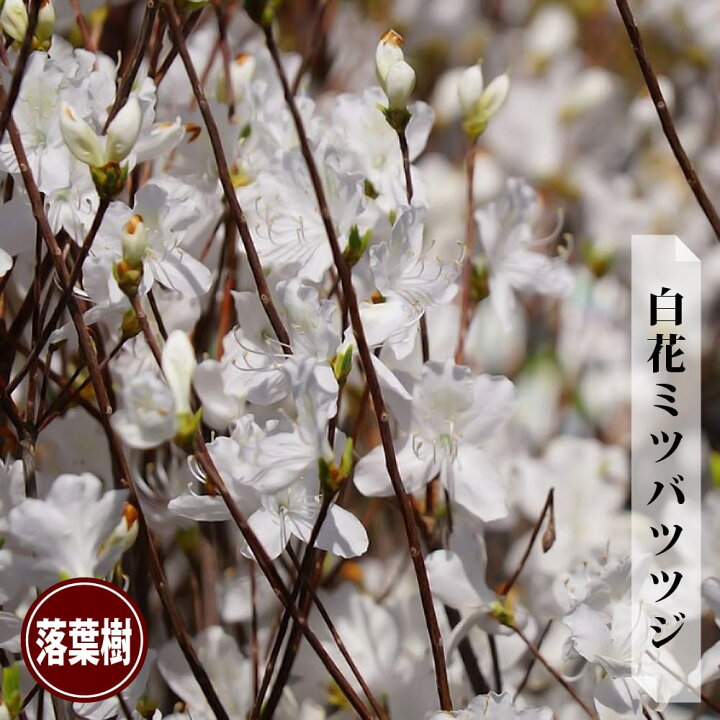 楽天市場 白花ミツバツツジ 根巻き苗 苗木部 ｂｙ 花ひろばオンライン