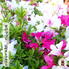平戸ツツジ 一重 三色咲き トリカラー 5号ポット苗 1ポット or 6ポットセット