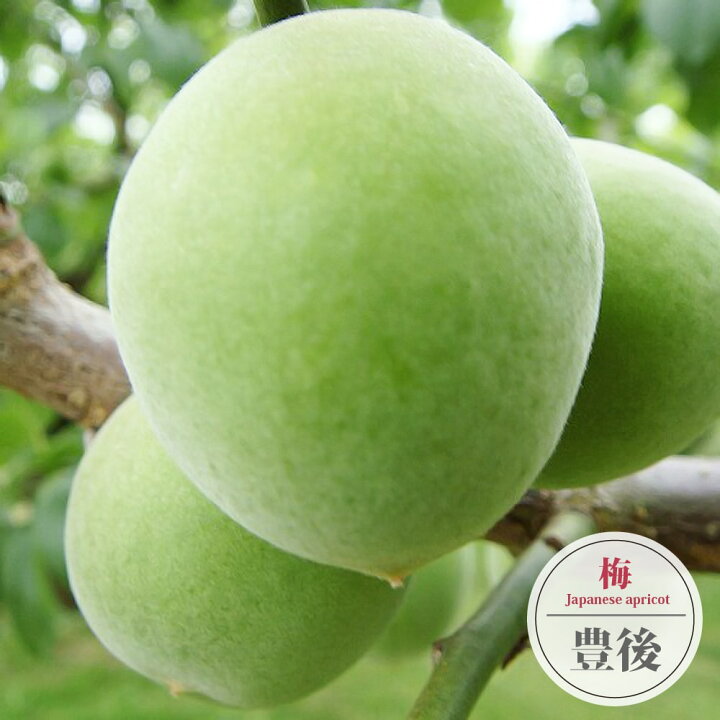 楽天市場 豊後梅 ぶんごうめ 実梅 うめ 2年生接木苗 ロングスリット 鉢植え 限定販売 苗木部 ｂｙ 花ひろばオンライン