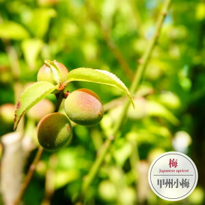 ~̕c ybB~z ~  2Nږؕc OXbgA ̔