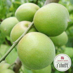 ~̕c yz ~  3Nږؑc 1.1mc y\̔z11{ח\