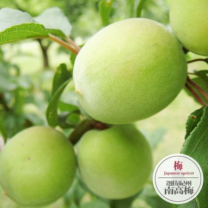 楽天市場 選抜紀州南高梅 実梅 2年生 接ぎ木 苗木 ロングスリット 鉢植え 限定販売 苗木部 ｂｙ 花ひろばオンライン