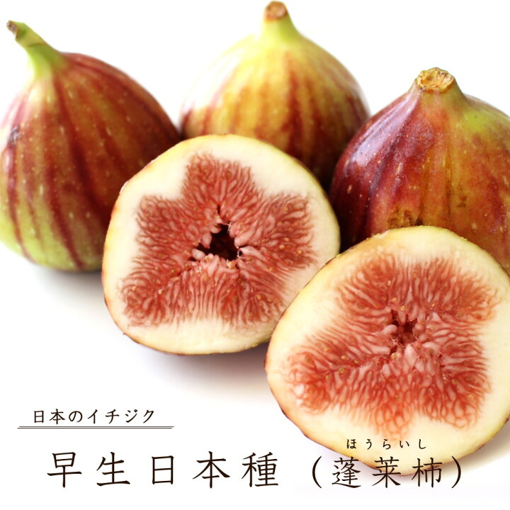 楽天市場 早生日本種 蓬莱柿 いちじく 1年生苗 苗木部 ｂｙ 花ひろばオンライン