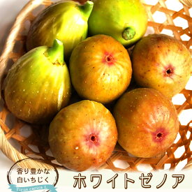いちじく 【ホワイトゼノア】 1年生苗