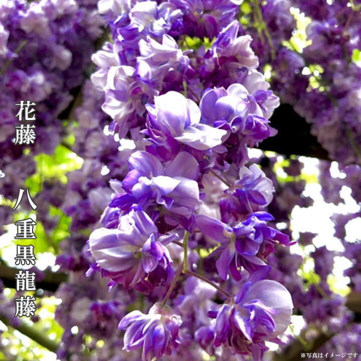 楽天市場 花芽付き 花藤 八重黒龍藤 2年生 接木 6号ポット苗 苗木部 ｂｙ 花ひろばオンライン