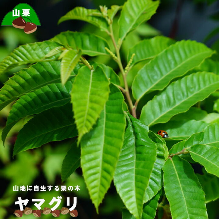 楽天市場 栗苗木 ヤマグリ 山栗 里の木シリーズ 柴栗とも呼ばれる自生の栗の木 庭木 落葉樹 苗木部 by 花ひろばオンライン 楽天市場 栗苗木 ヤマグリ 山栗 里の木シリーズ 柴栗とも呼ばれる自生の栗の木 庭木 落葉樹 苗木部 by 花ひろばオンライン