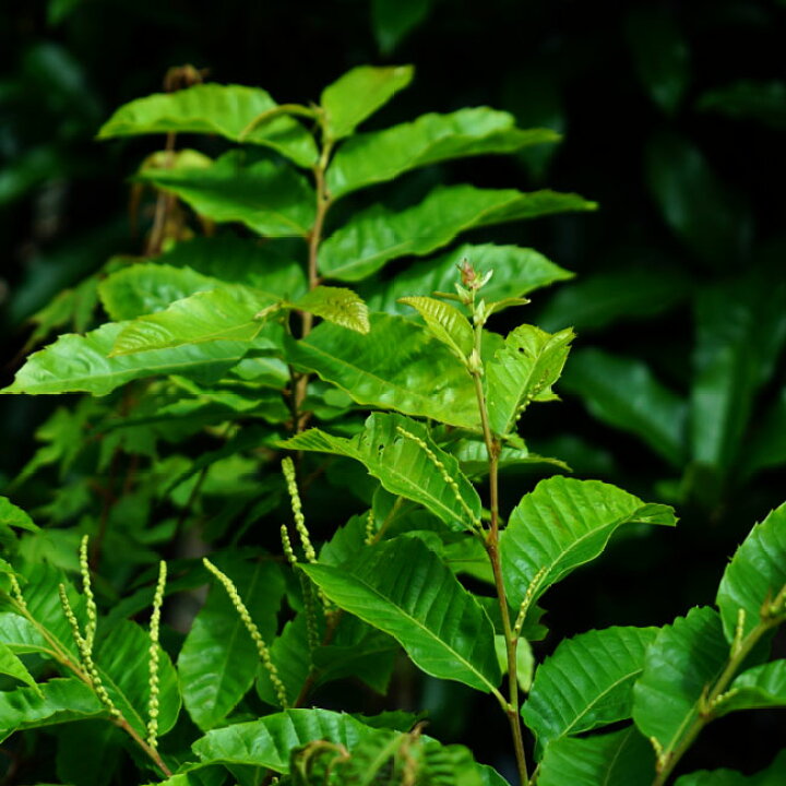 楽天市場 栗苗木 ヤマグリ 山栗 里の木シリーズ 柴栗とも呼ばれる自生の栗の木 庭木 落葉樹 苗木部 by 花ひろばオンライン 楽天市場 栗苗木 ヤマグリ 山栗 里の木シリーズ 柴栗とも呼ばれる自生の栗の木 庭木 落葉樹 苗木部 by 花ひろばオンライン