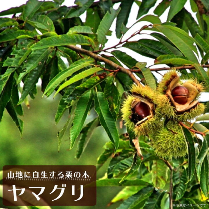 楽天市場 栗苗木 ヤマグリ 山栗 里の木シリーズ 柴栗とも呼ばれる自生の栗の木 庭木 落葉樹 苗木部 by 花ひろばオンライン 楽天市場 栗苗木 ヤマグリ 山栗 里の木シリーズ 柴栗とも呼ばれる自生の栗の木 庭木 落葉樹 苗木部 by 花ひろばオンライン