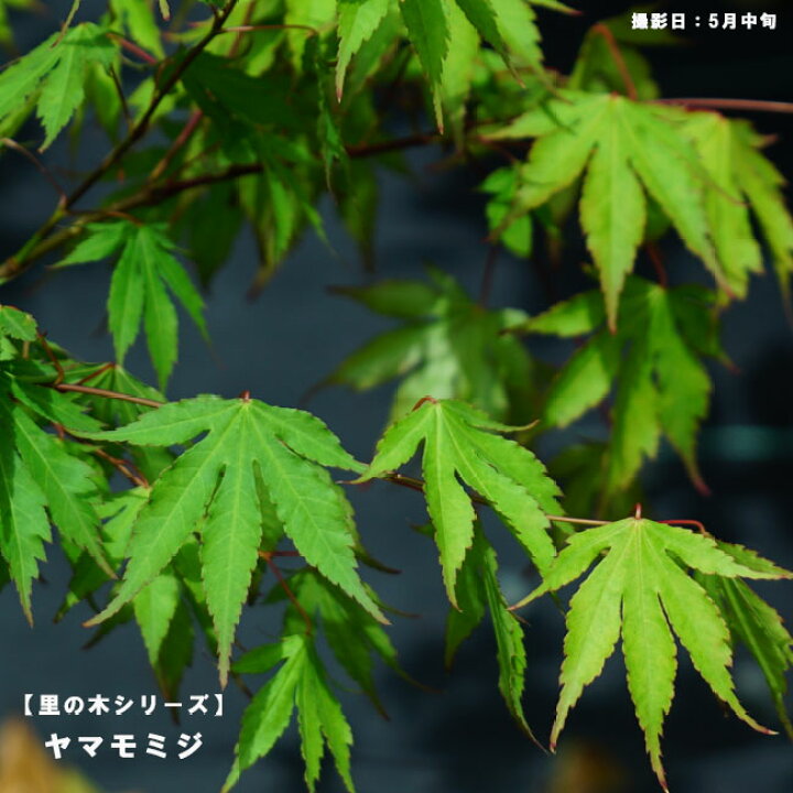 楽天市場 モミジ 山モミジ ヤマモミジ 里の木シリーズ 庭木 落葉樹 シンボルツリー もみじ 苗 苗木部 ｂｙ 花ひろばオンライン