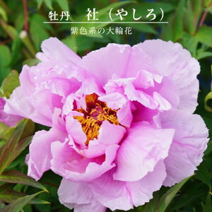 yOz iFj ЁiVj 2Nc t  ڂ