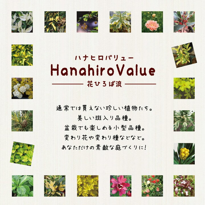 楽天市場 ポプラ パープルウェーブ 3 5号ポット苗 ハナヒロバリュー 苗木部 ｂｙ 花ひろばオンライン