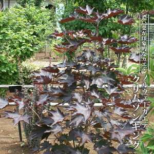 mEF[JGf yN]LOz 4|bgc ږ yniqo[z