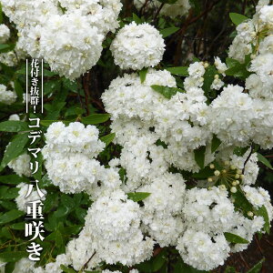 Rf} yd炫z 3.5|bgc } yniqo[z