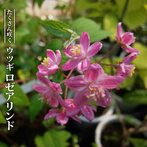 EcM [Ah 3.5|bgc } yniqo[z