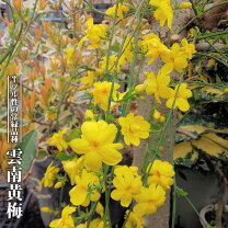 楽天市場】雲南黄梅の通販