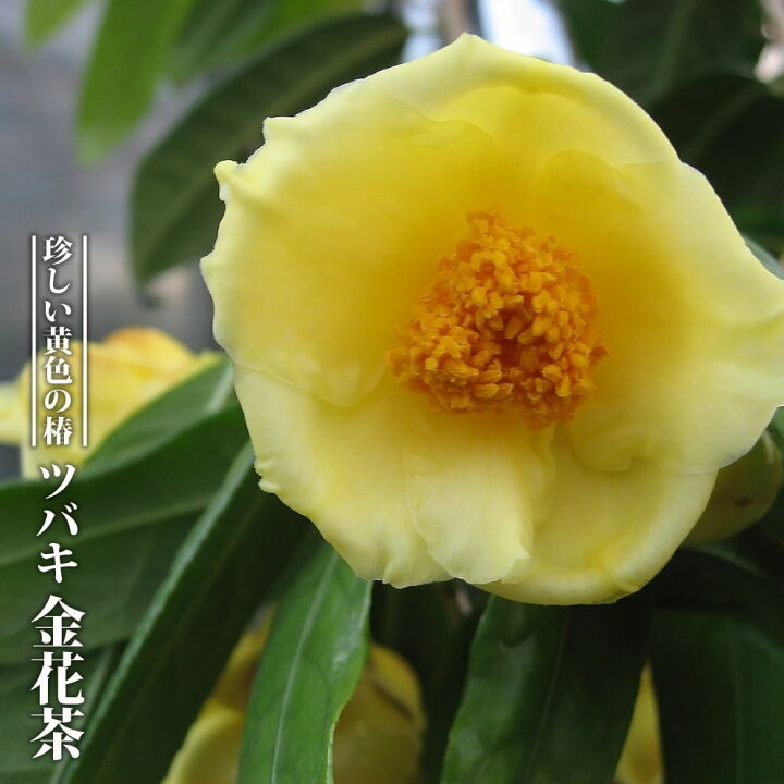 楽天市場】【金花茶（キンカチャ）】 3.5号ポット苗 : 苗木部 by 花 
