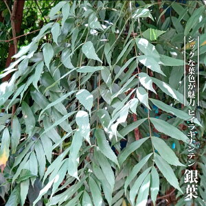 qCMie yt (ME)z 3.5|bgc yniqo[z