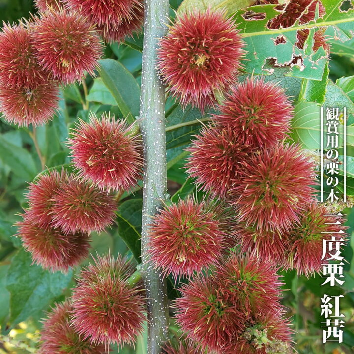 楽天市場 珍しい栗 三度栗 紅茜 ベニアカネ ポット苗 苗木部 ｂｙ 花ひろばオンライン